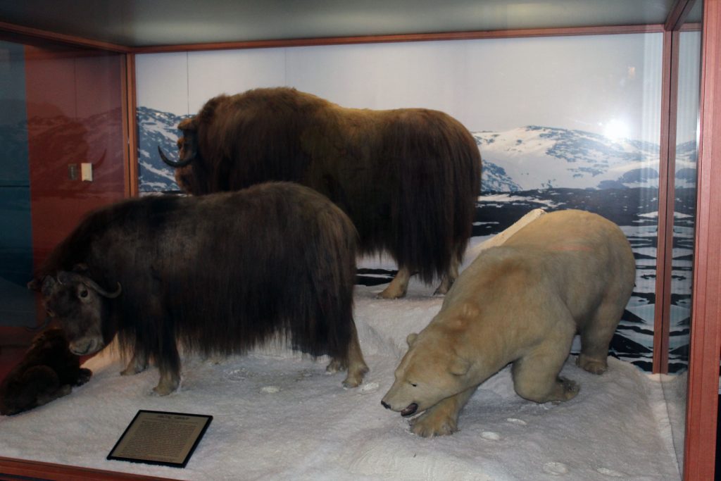 imagen_auckland_museum_3. VISITA AUCKLAND MUSEUM NUEVA ZELANDA