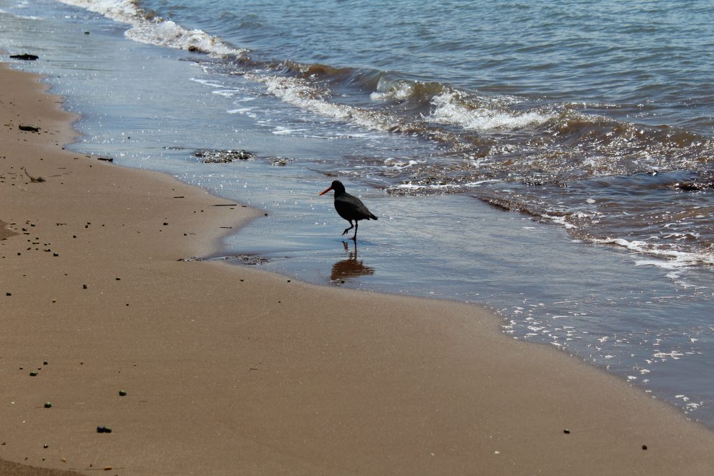 imagen_pahia_4. PAIHIA: EXPLORANDO BAY OF ISLAND (NORTE DE NUEVA ZELANDA)